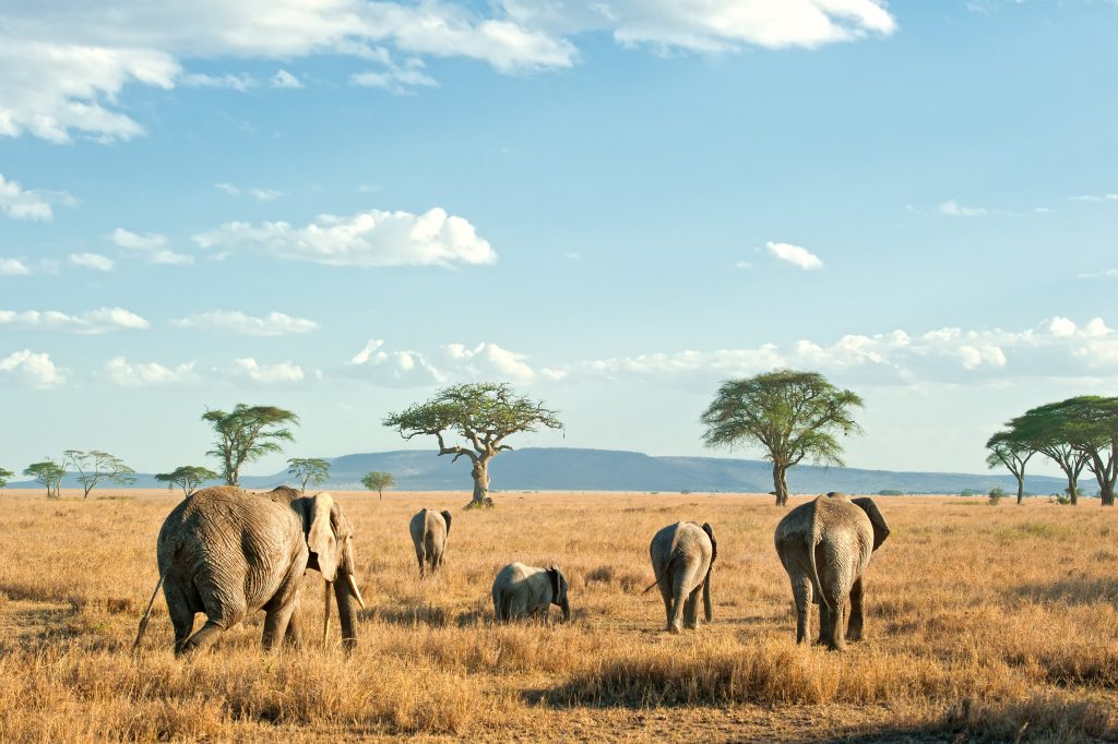 Kruger National Park elephants migrating - Arican Tours
