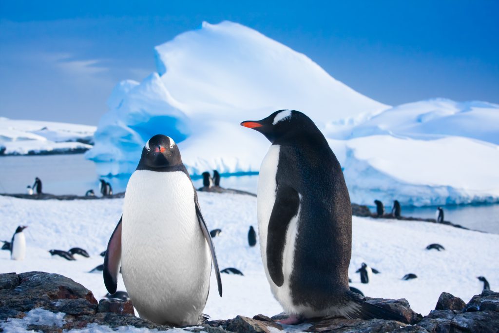 penguins - antarctica tours